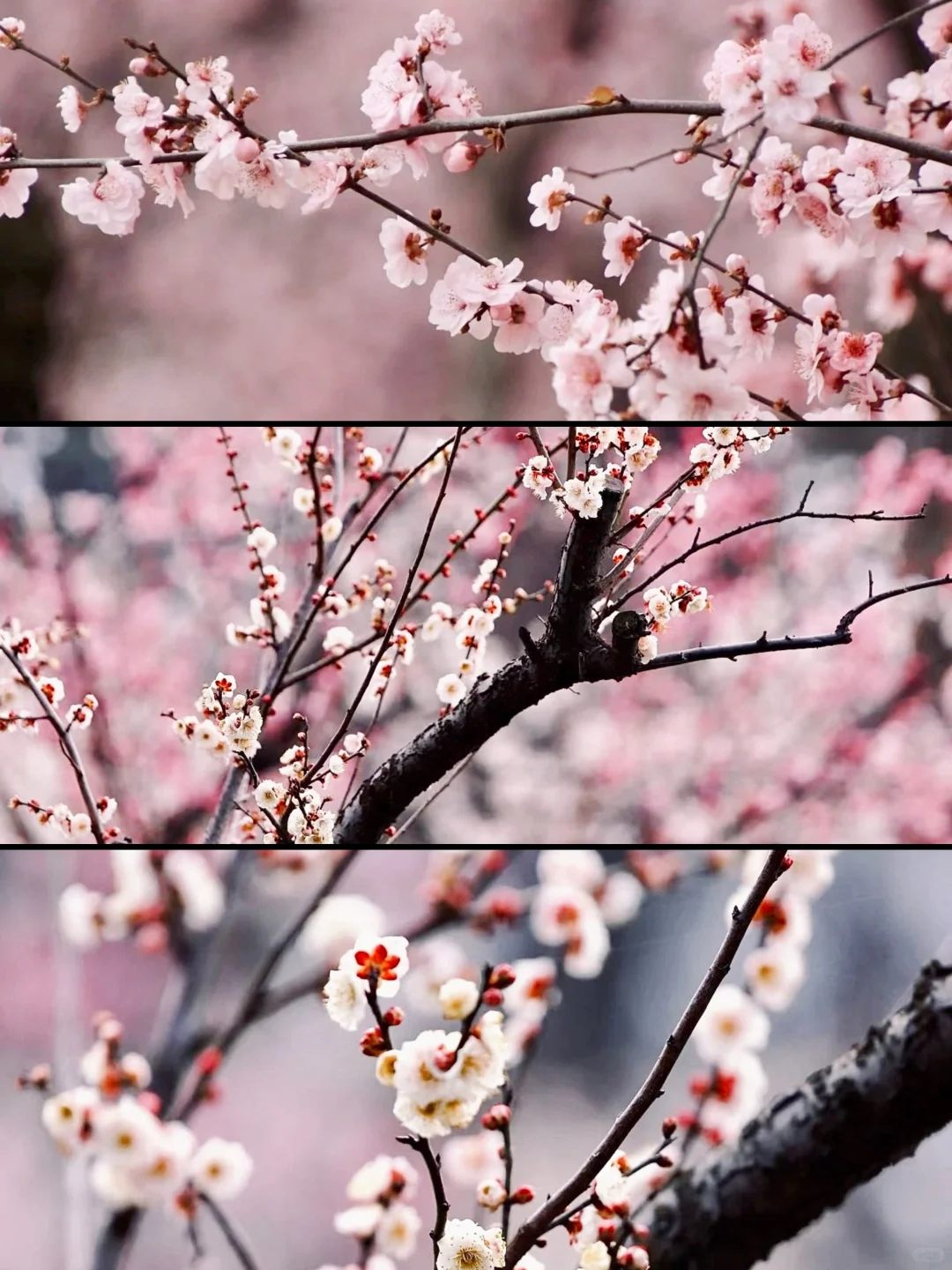 人生建议❗️1-2月在武汉不可错过的6️⃣处腊梅