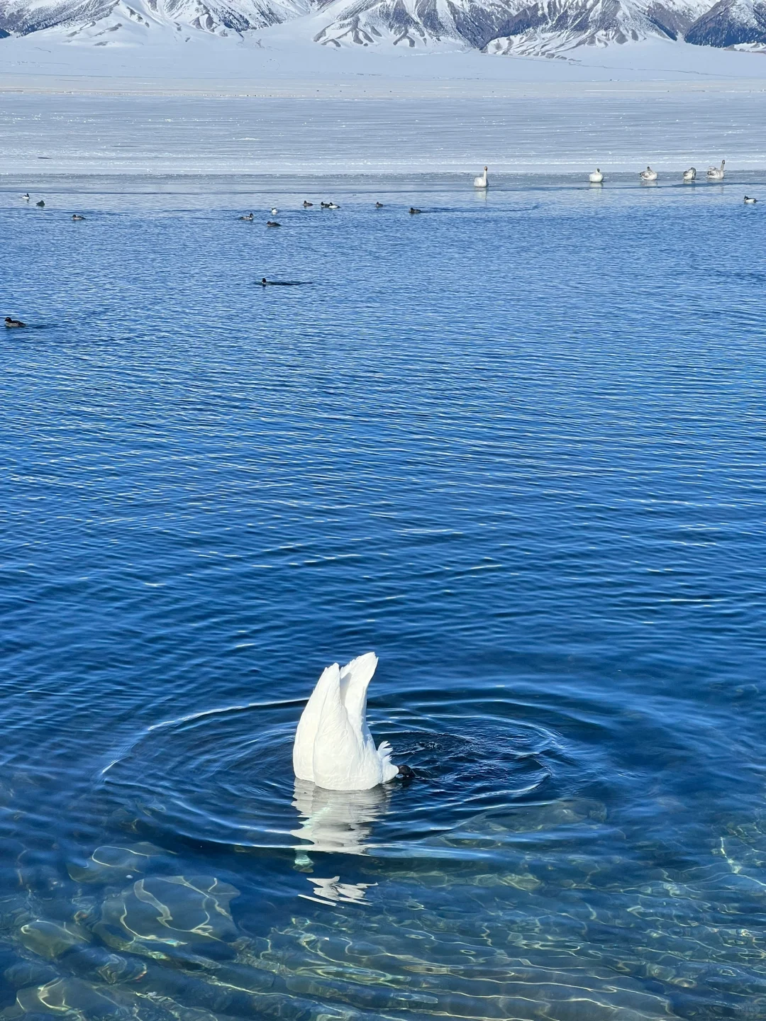 分享一则赛里木湖