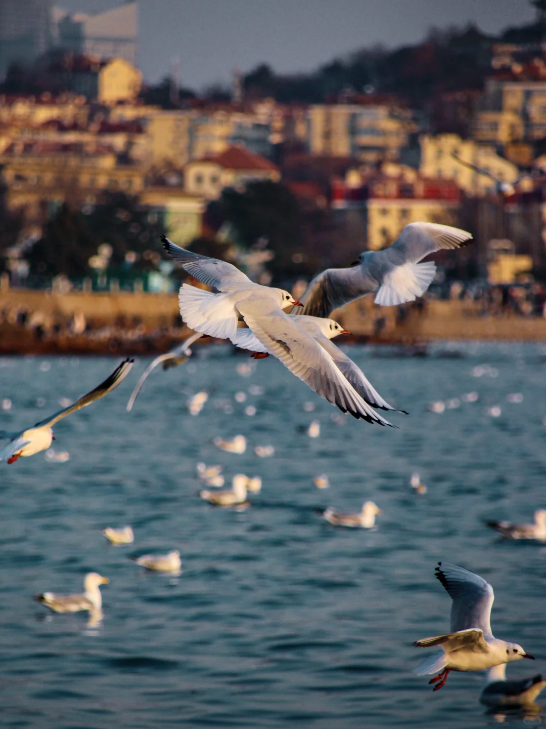 青岛｜圣劳伦斯河畔