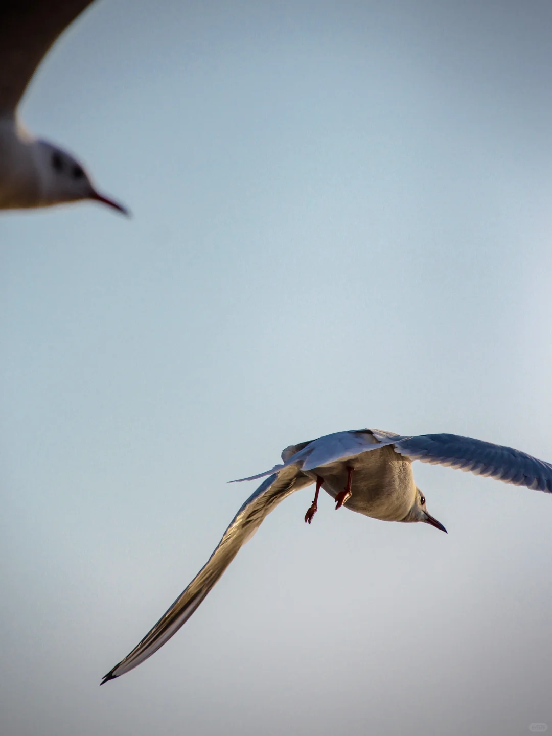 在青岛看到人生海鸟🐦