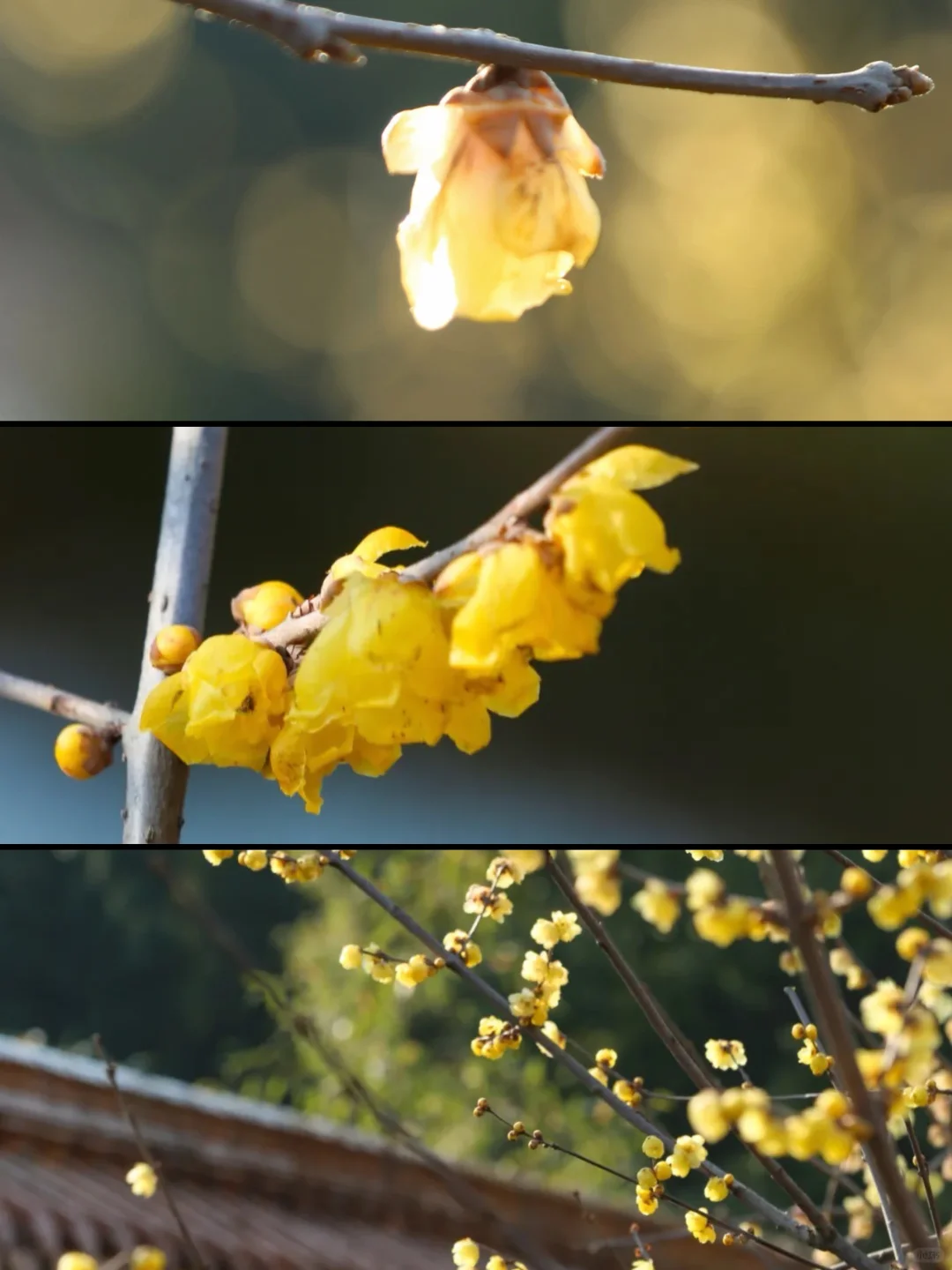 人生建议❗️1-2月在武汉不可错过的6️⃣处腊梅