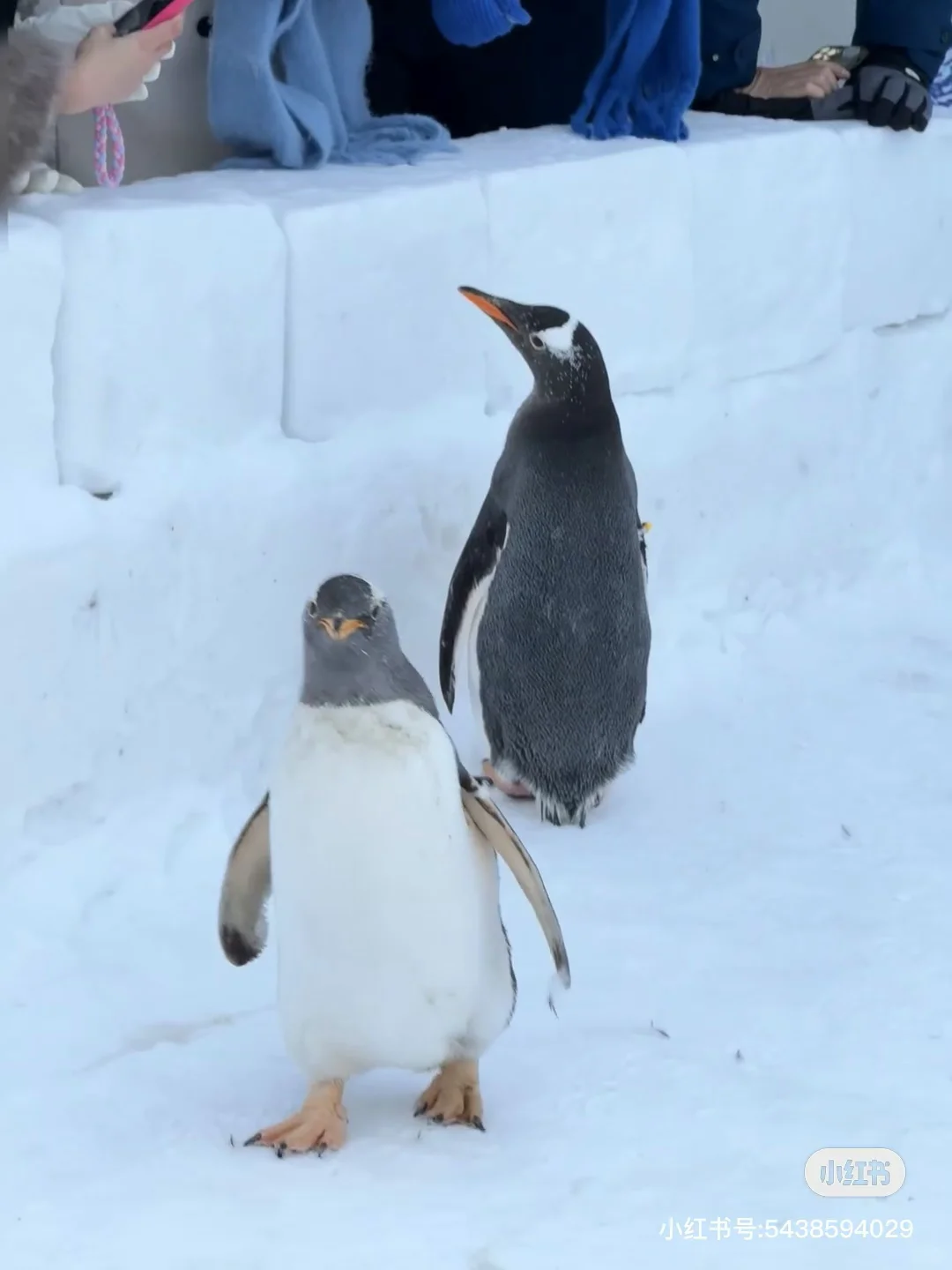 长白山天池不开,来二道白河镇这些免费景点