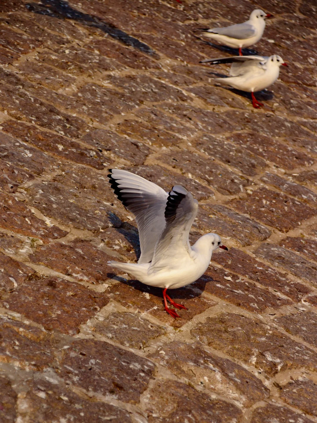 在青岛看到人生海鸟🐦
