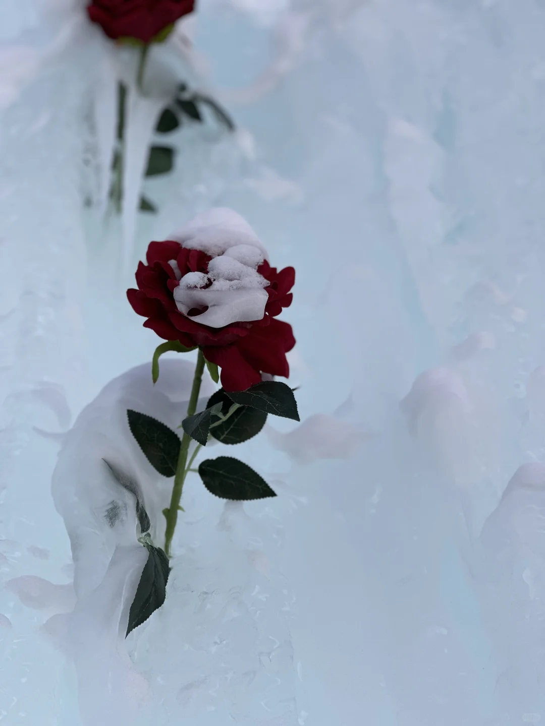 分享一则赛里木湖