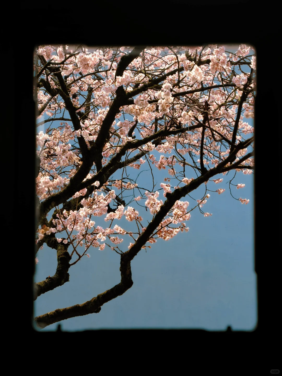 接下来的苏州，是万万次的春和景明🌸