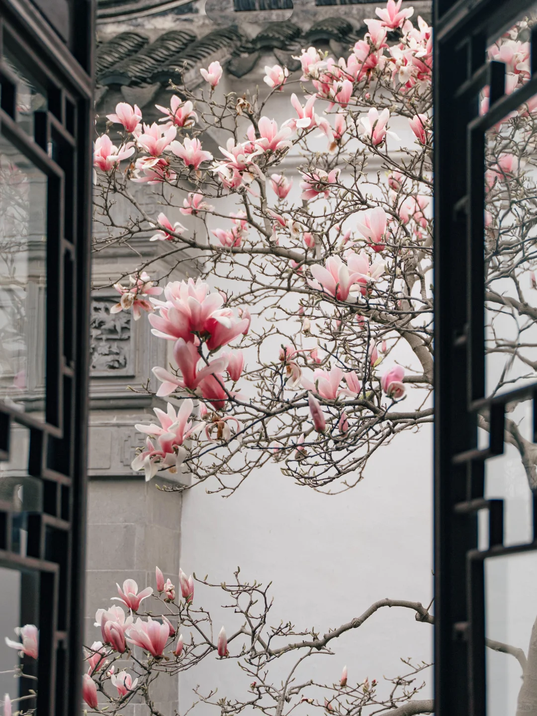 接下来的苏州，是万万次的春和景明🌸