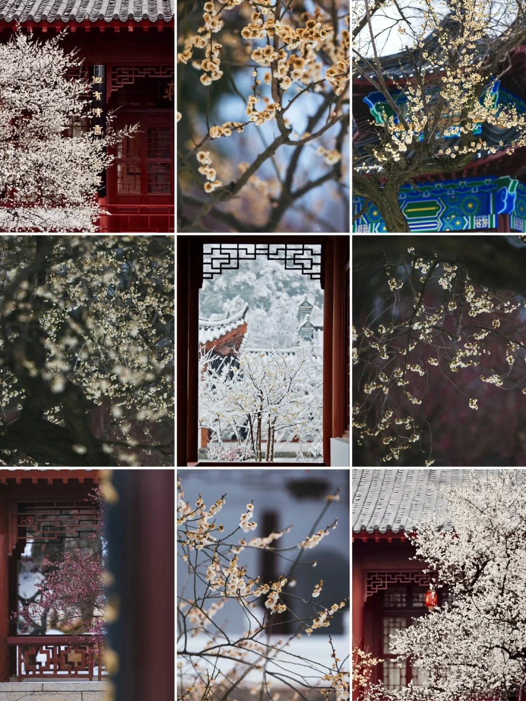 人生建议❗️1-2月在武汉不可错过的6️⃣处腊梅