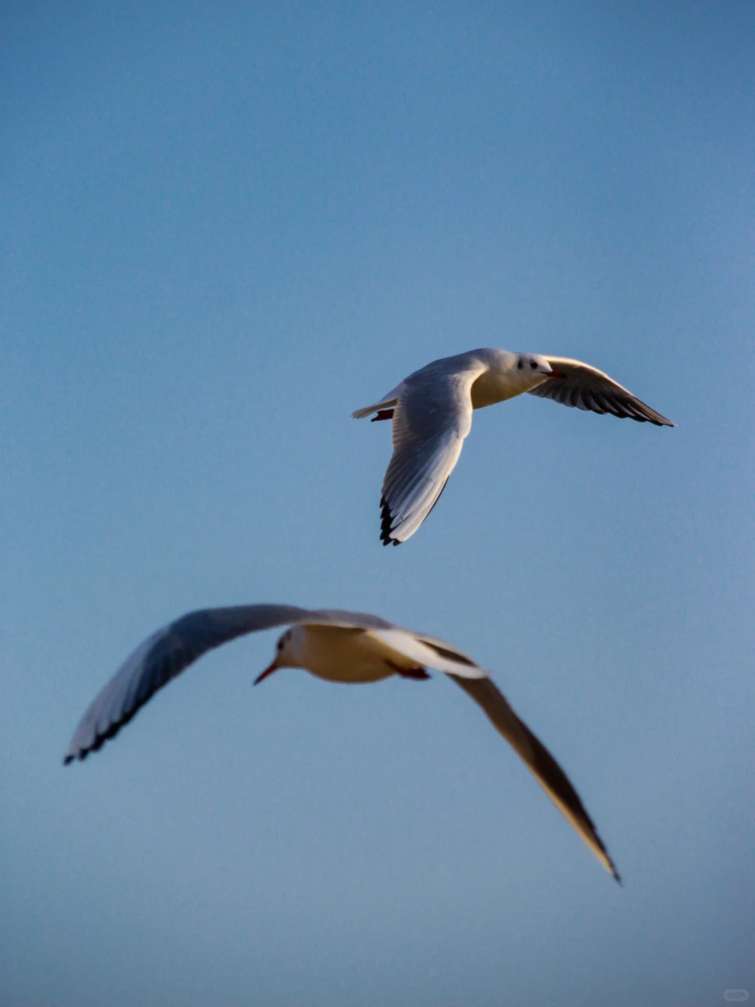 在青岛看到人生海鸟🐦