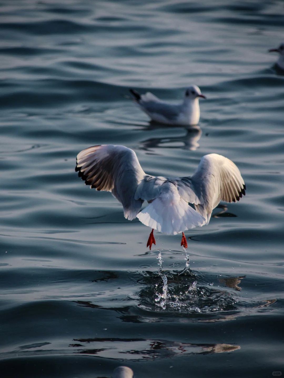 在青岛看到人生海鸟🐦