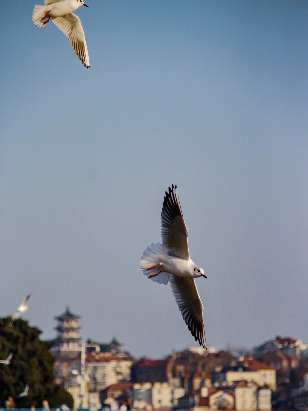 在青岛看到人生海鸟🐦