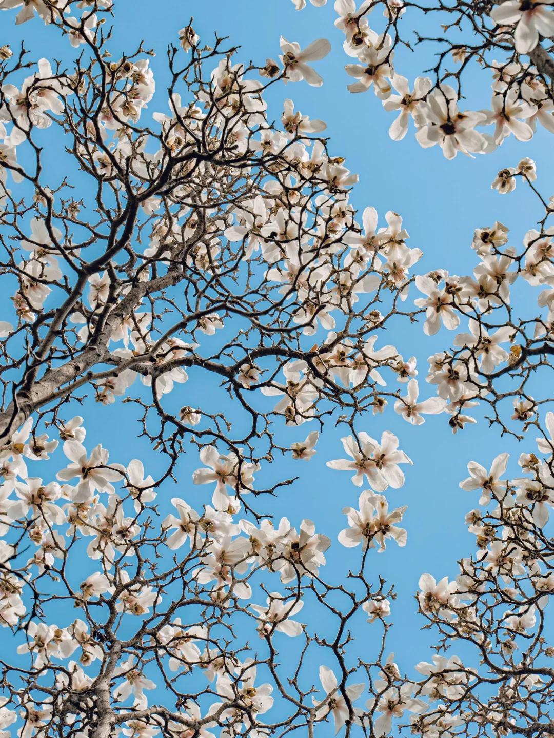 接下来的苏州，是万万次的春和景明🌸