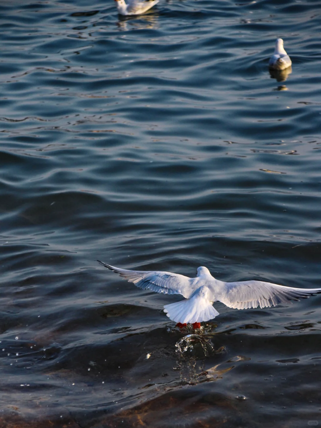 在青岛看到人生海鸟🐦