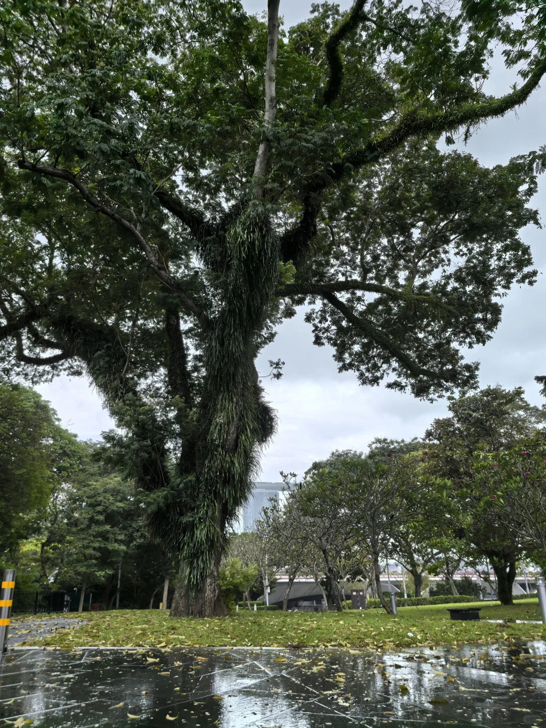 新加坡，还未离开就已经想念了