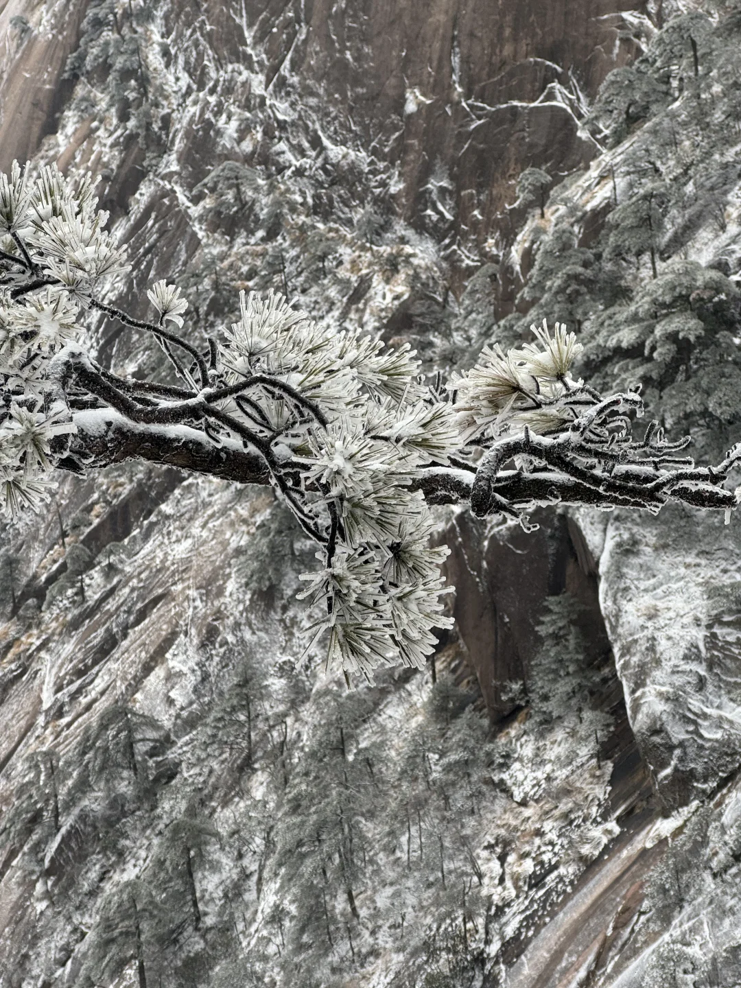 年初六的黄山，美了、值了～