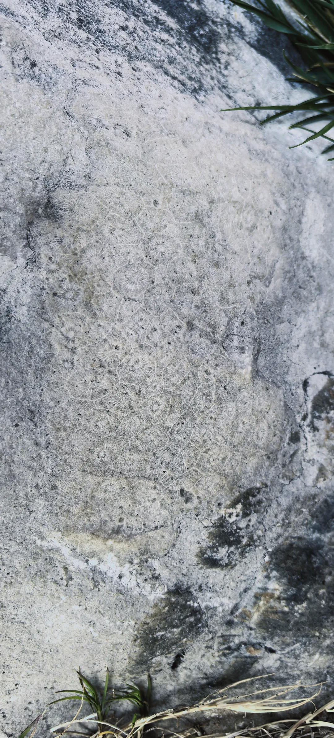 昆明石林 刀山火海 该花得花