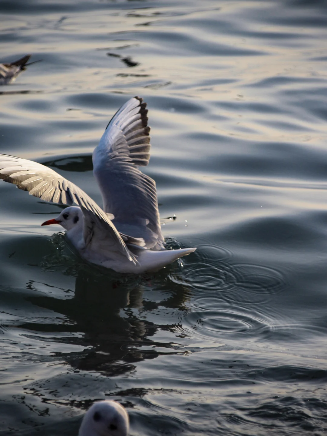 在青岛看到人生海鸟🐦