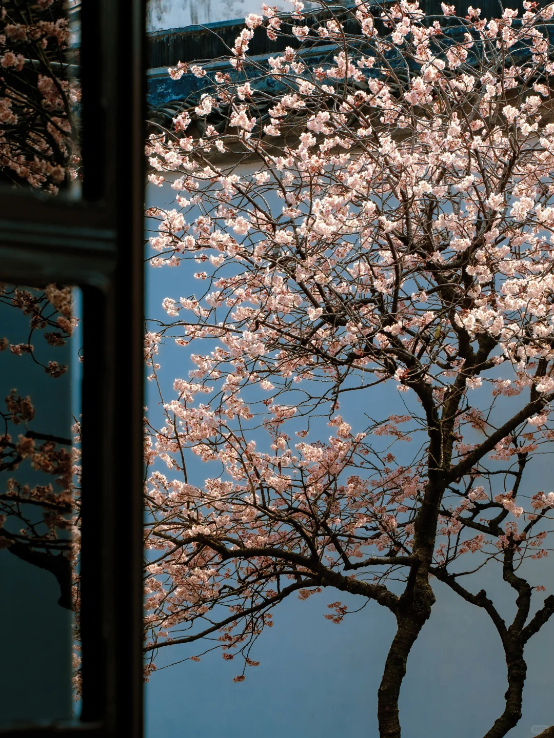 接下来的苏州，是万万次的春和景明🌸