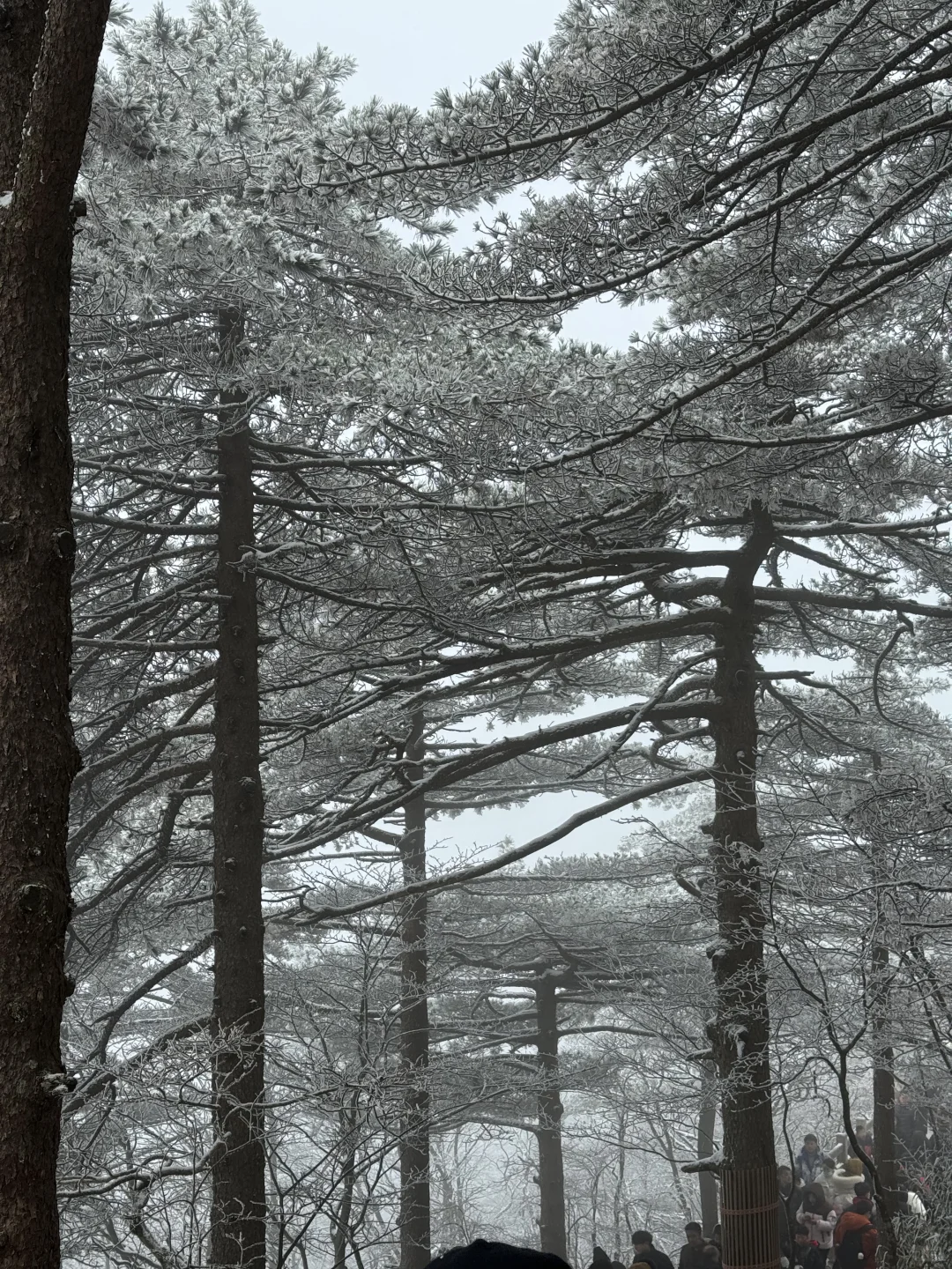 年初六的黄山，美了、值了～