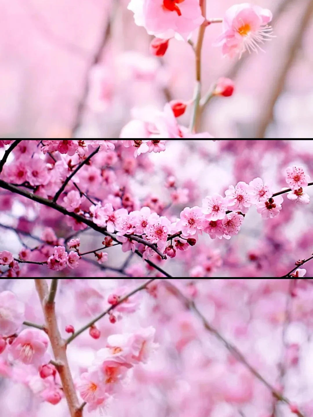 人生建议❗️1-2月在武汉不可错过的6️⃣处腊梅