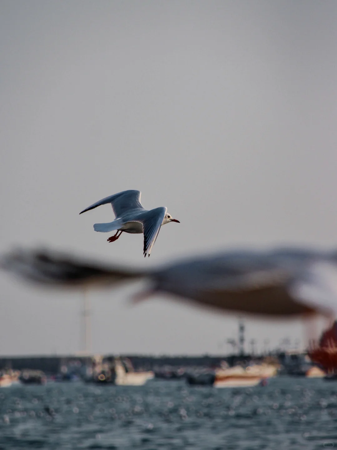 在青岛看到人生海鸟🐦