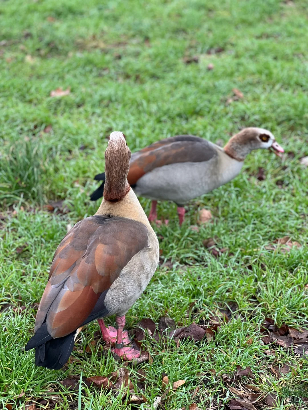 Day3 47岁阿姨穷游伦敦-泰晤士河沿线