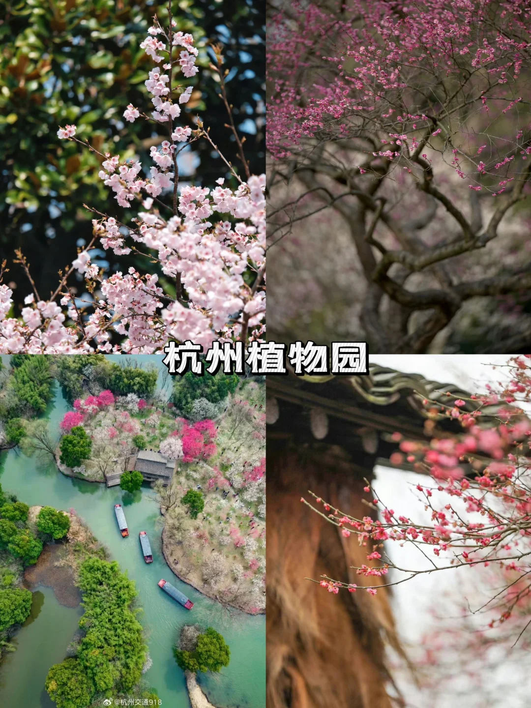 杭州四大绝美赏梅圣地🎁踏梅寻香即刻出发