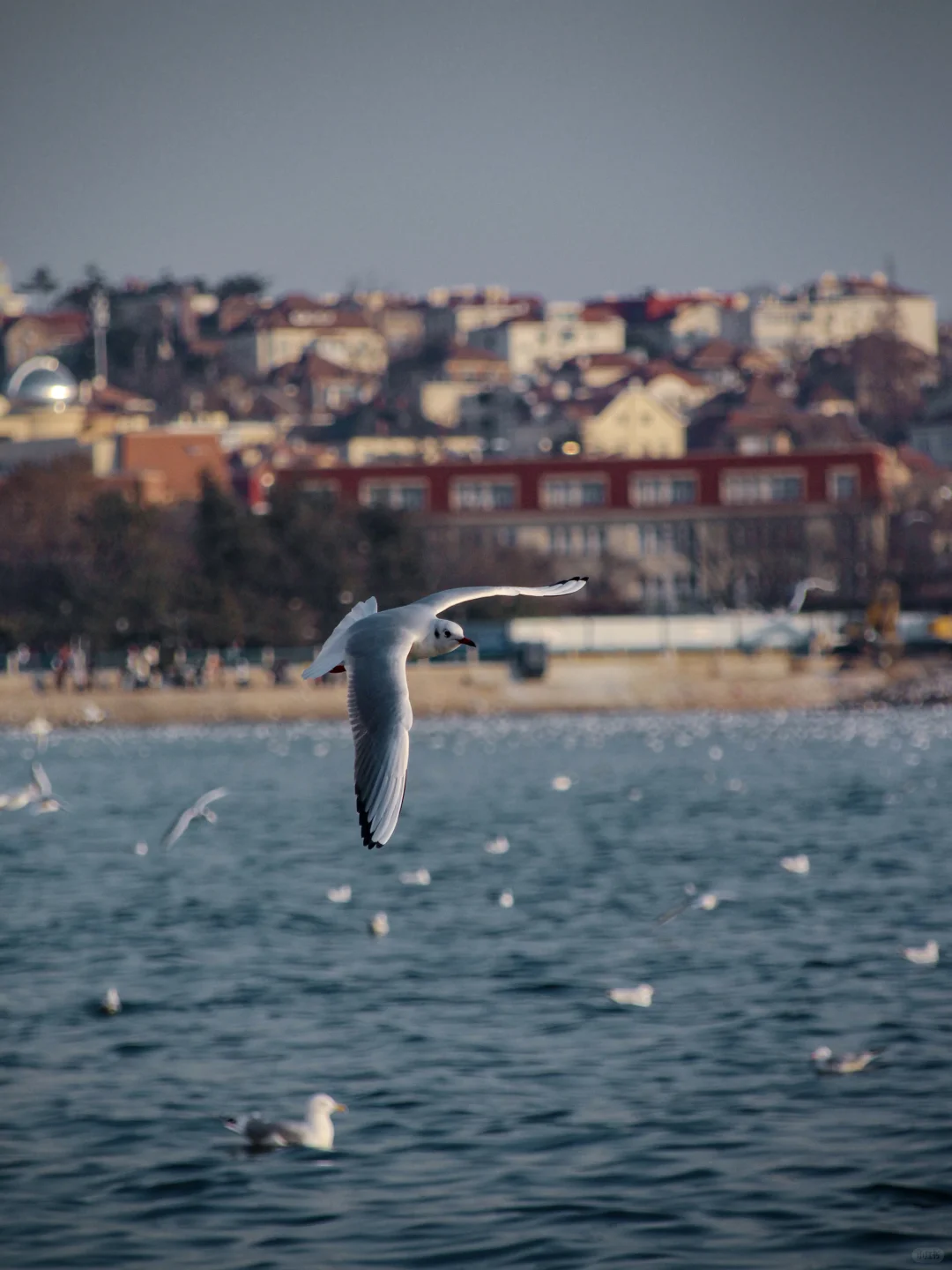 青岛｜圣劳伦斯河畔