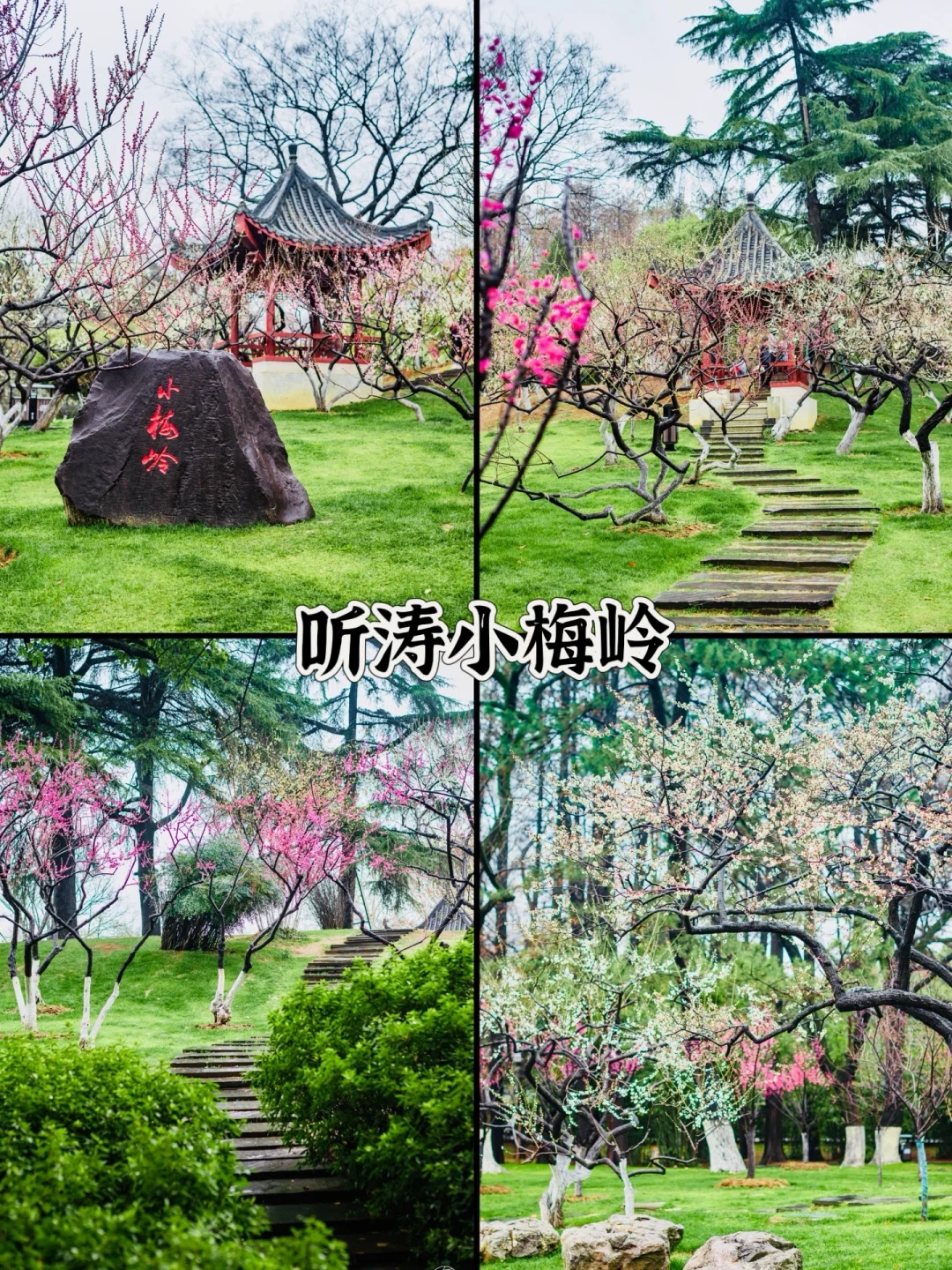 人生建议❗️1-2月在武汉不可错过的6️⃣处腊梅