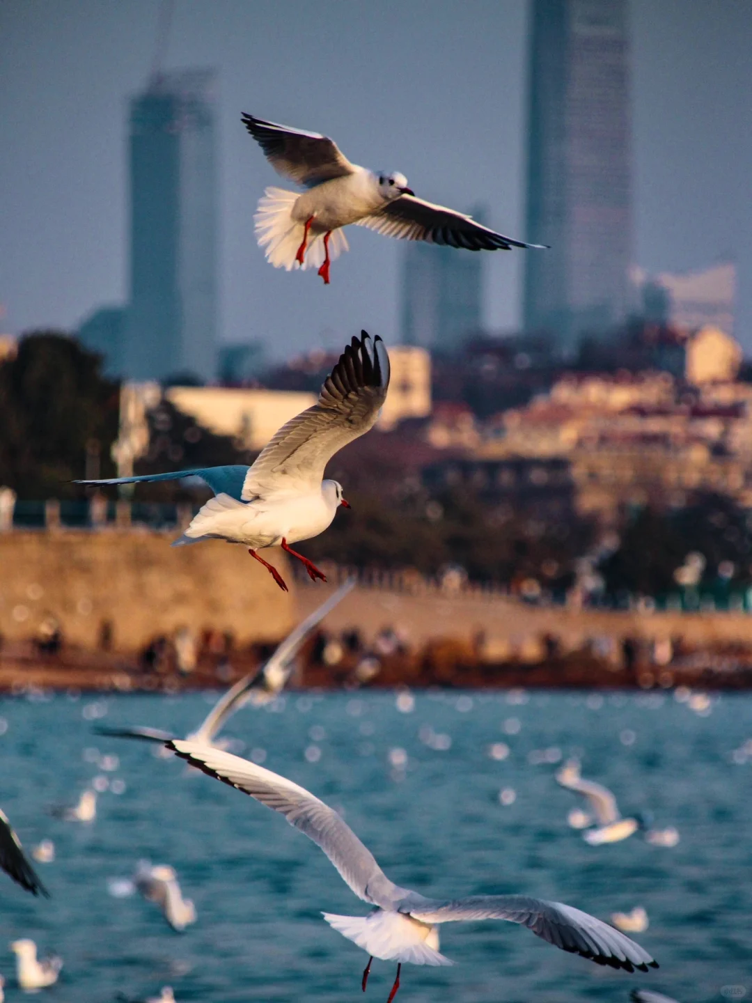 青岛｜圣劳伦斯河畔