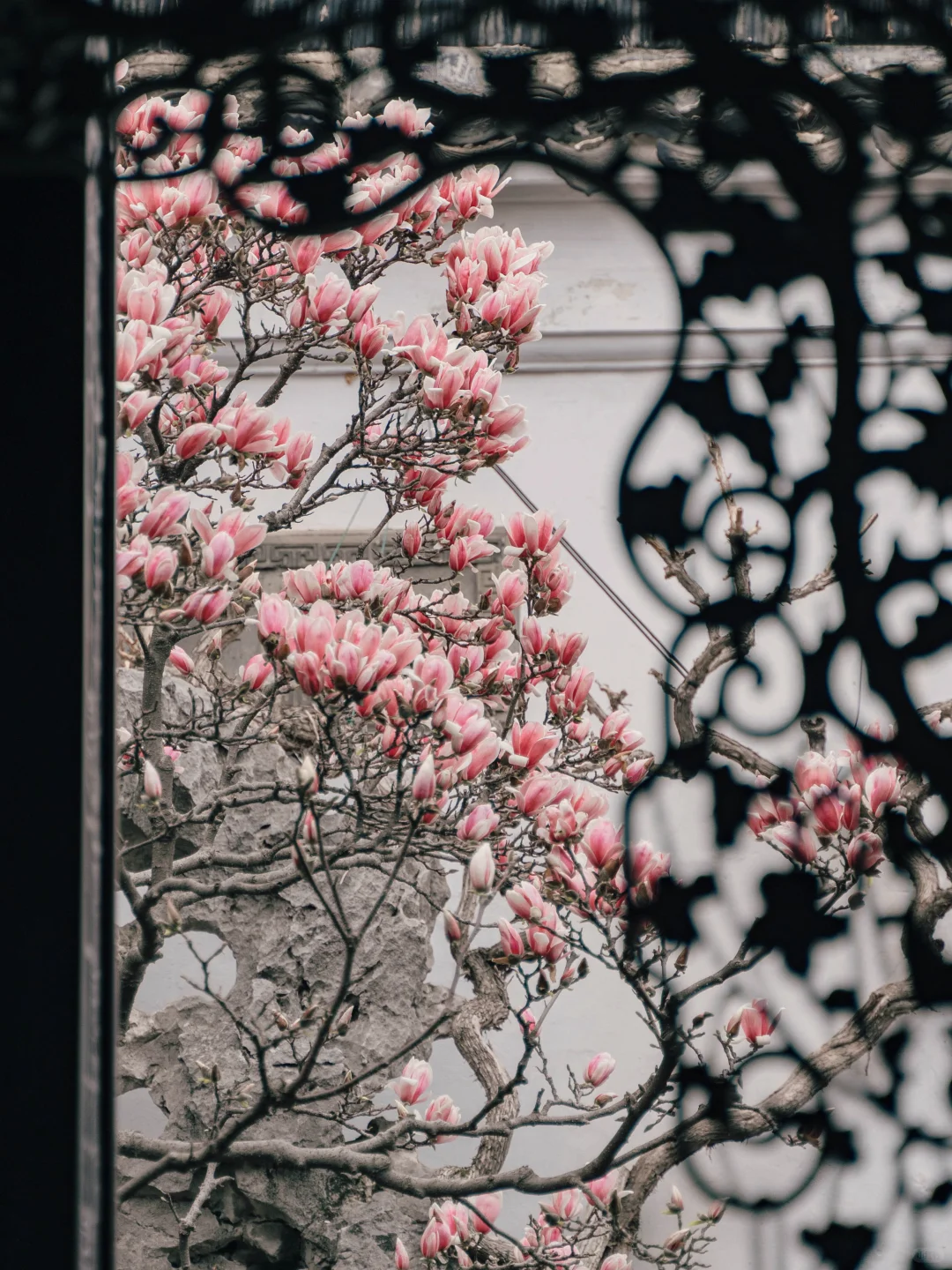 接下来的苏州，是万万次的春和景明🌸