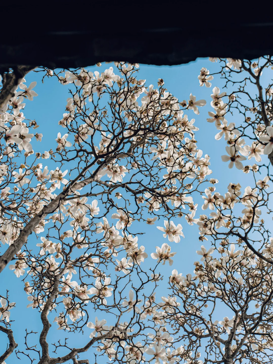 接下来的苏州，是万万次的春和景明🌸