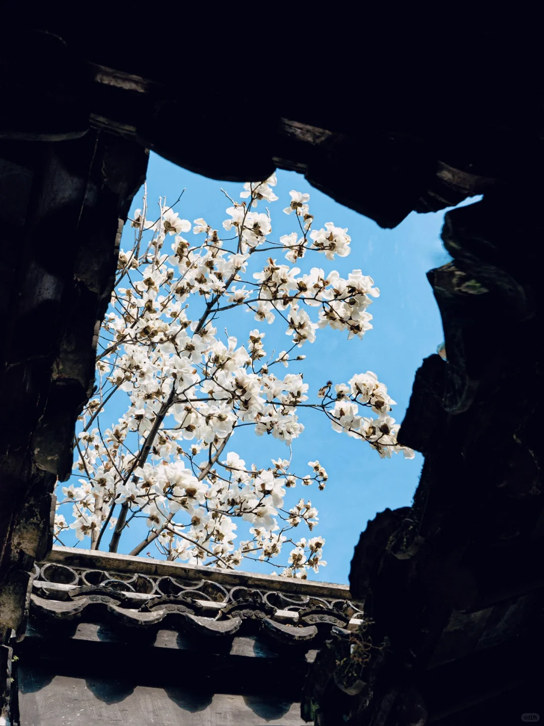 接下来的苏州，是万万次的春和景明🌸