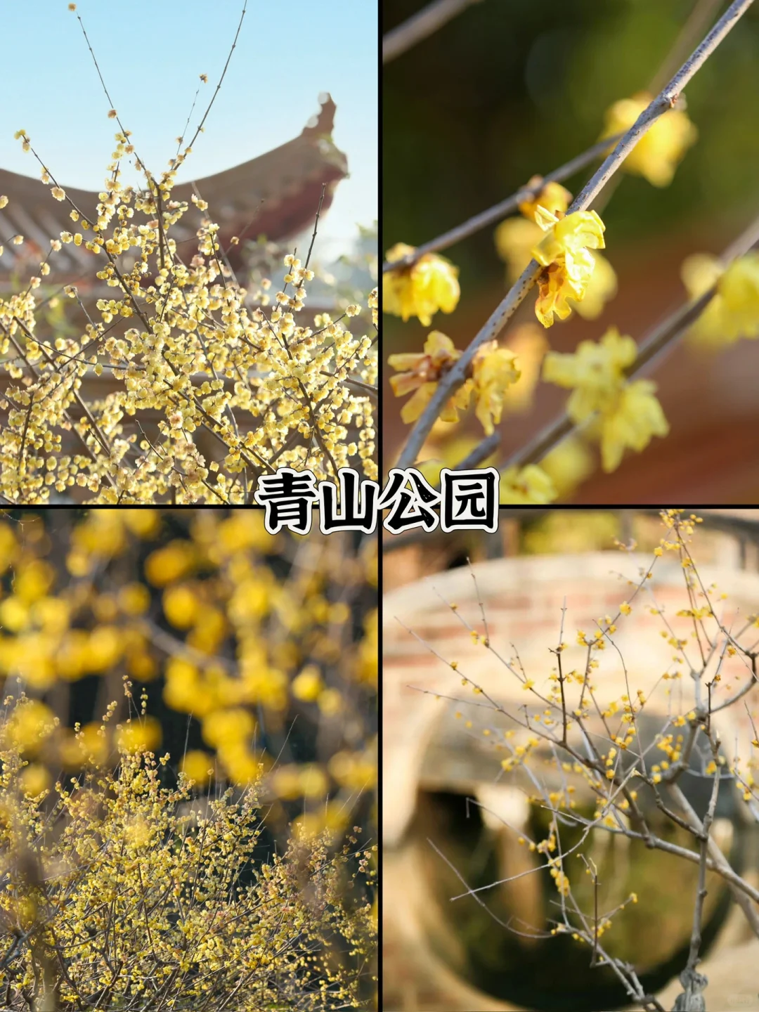 人生建议❗️1-2月在武汉不可错过的6️⃣处腊梅