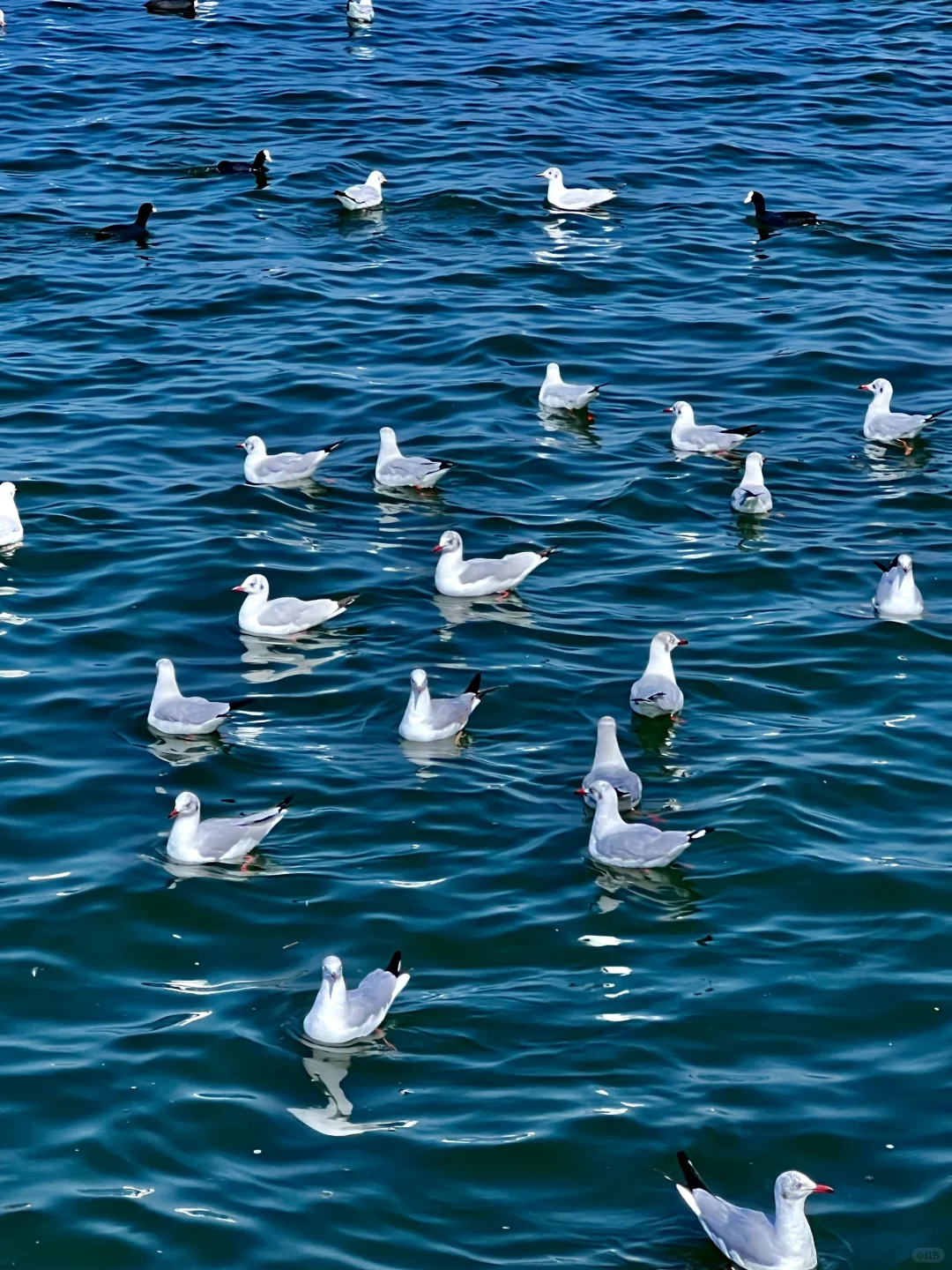 大理来了就不想走