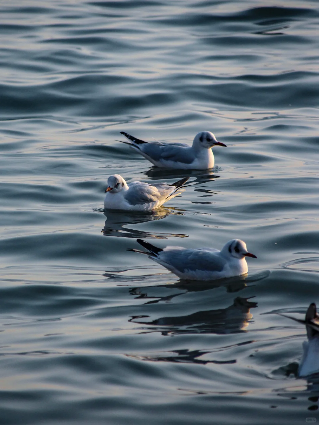 在青岛看到人生海鸟🐦