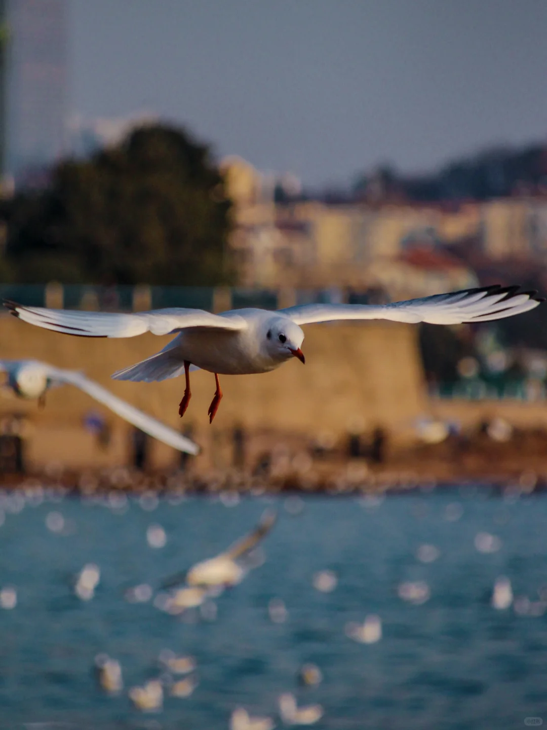 在青岛看到人生海鸟🐦