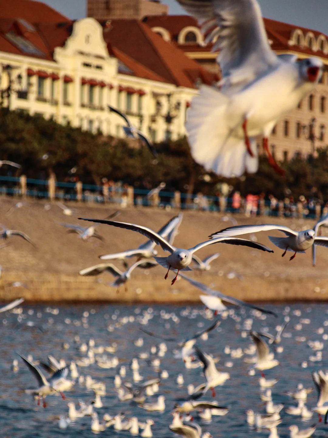 青岛｜圣劳伦斯河畔