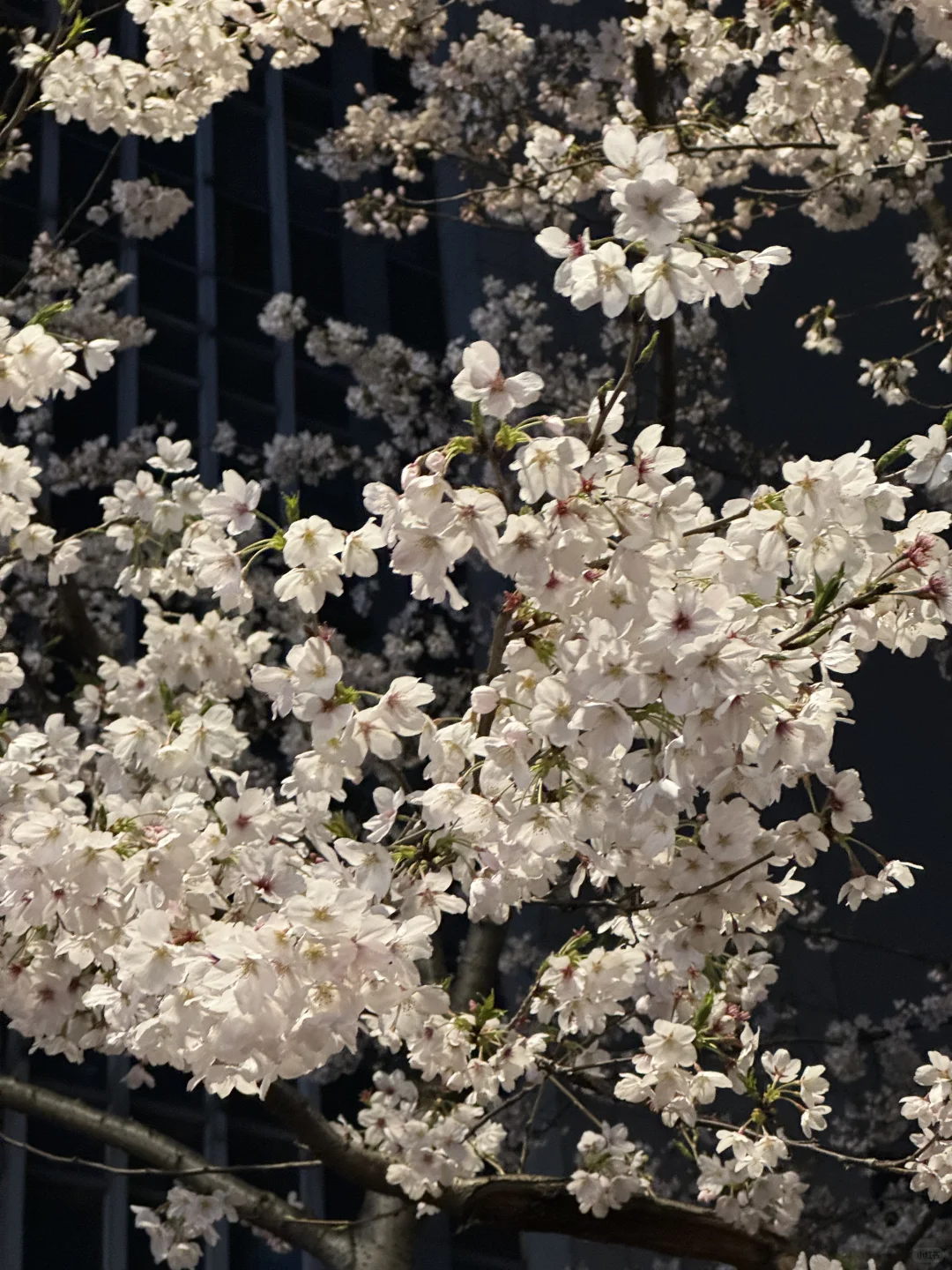 接下来的苏州，是万万次的春和景明🌸