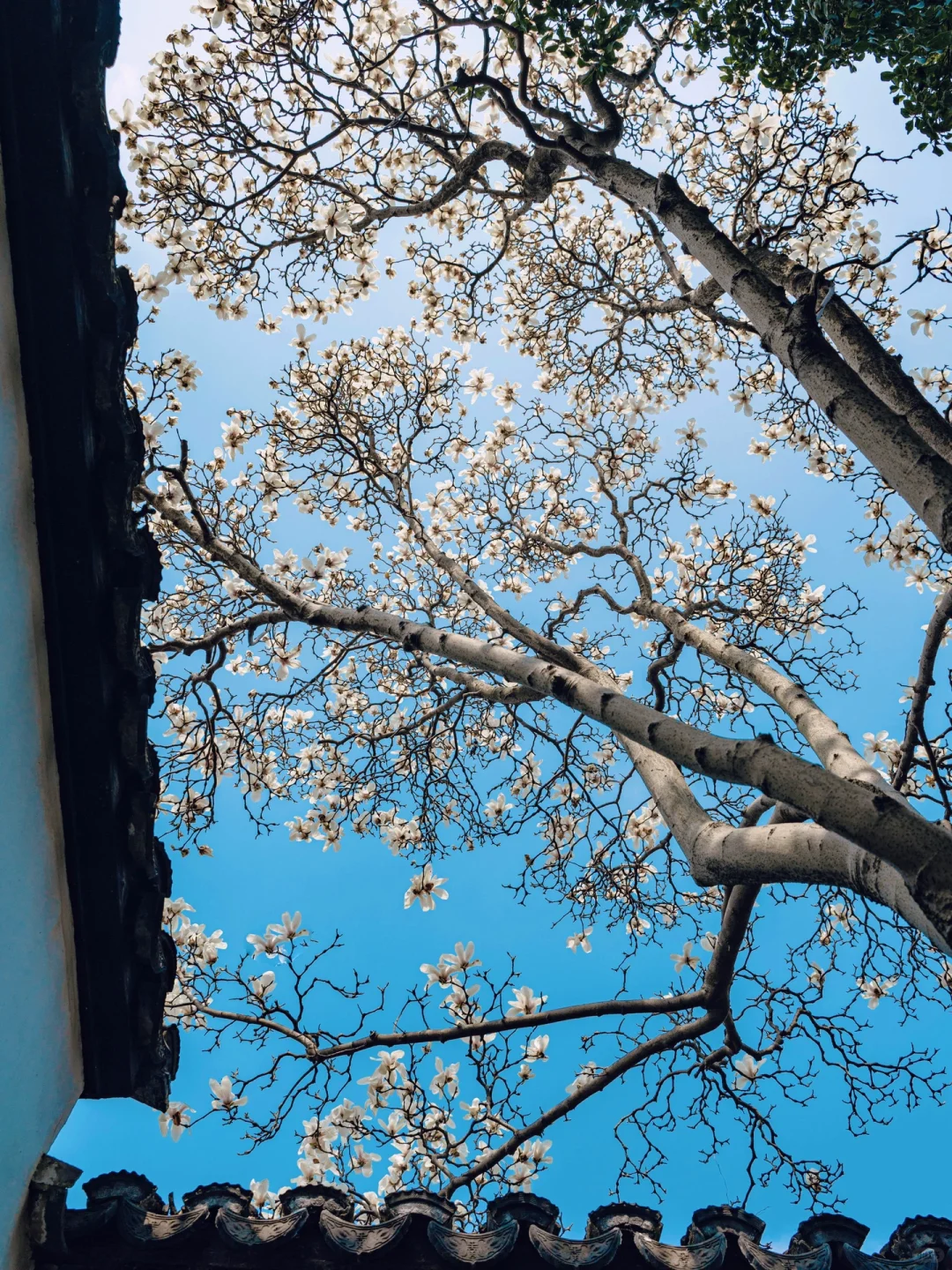 接下来的苏州，是万万次的春和景明🌸