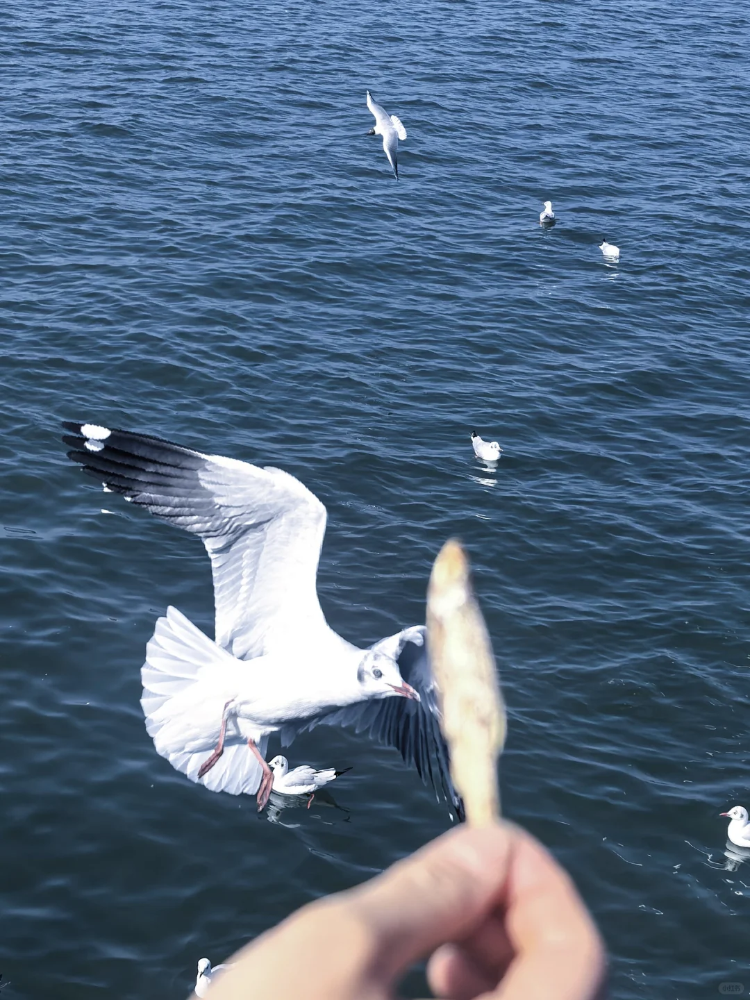 终于带父母从云南跟团已回,真心不建议。。