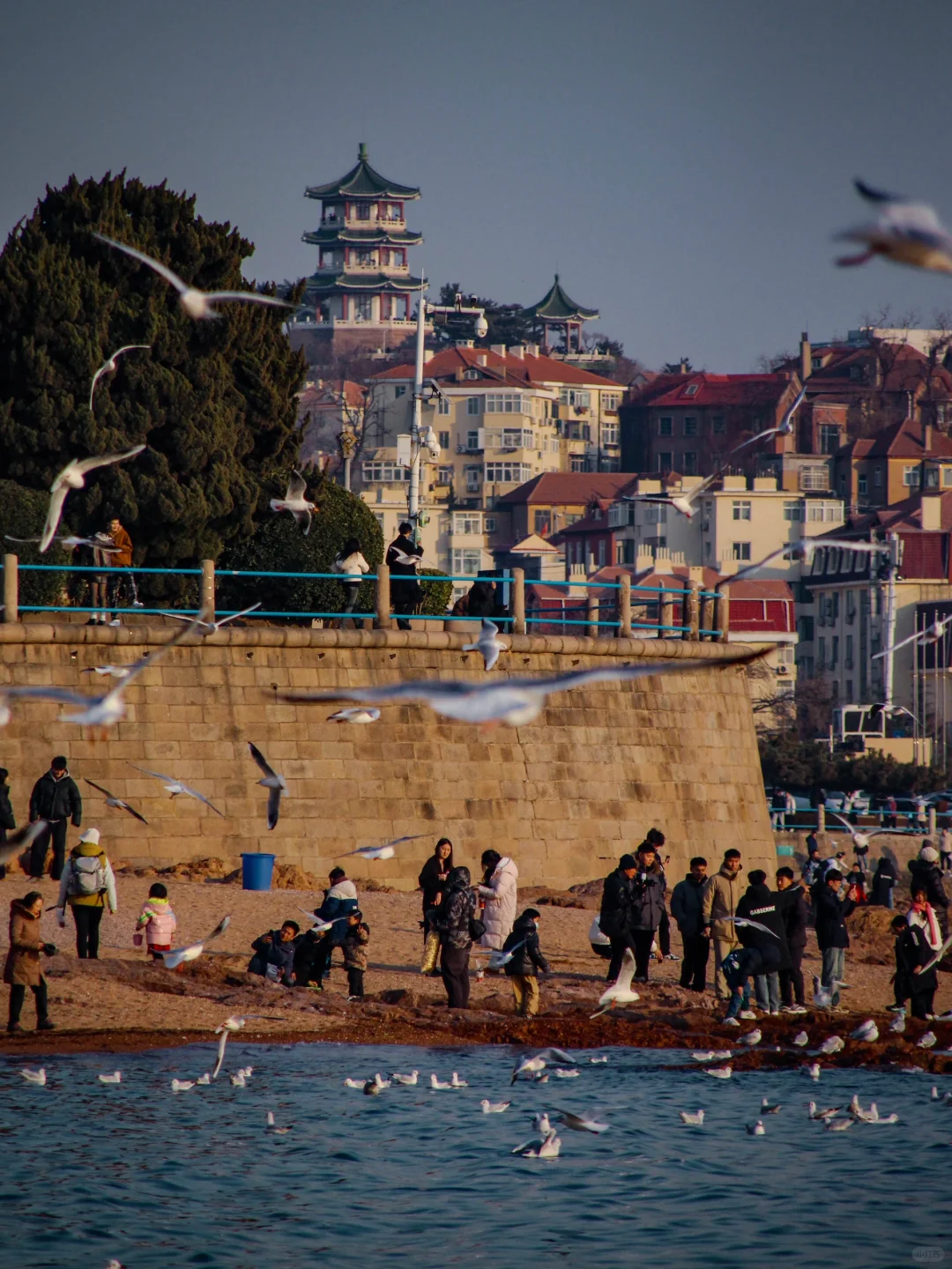 在青岛看到人生海鸟🐦