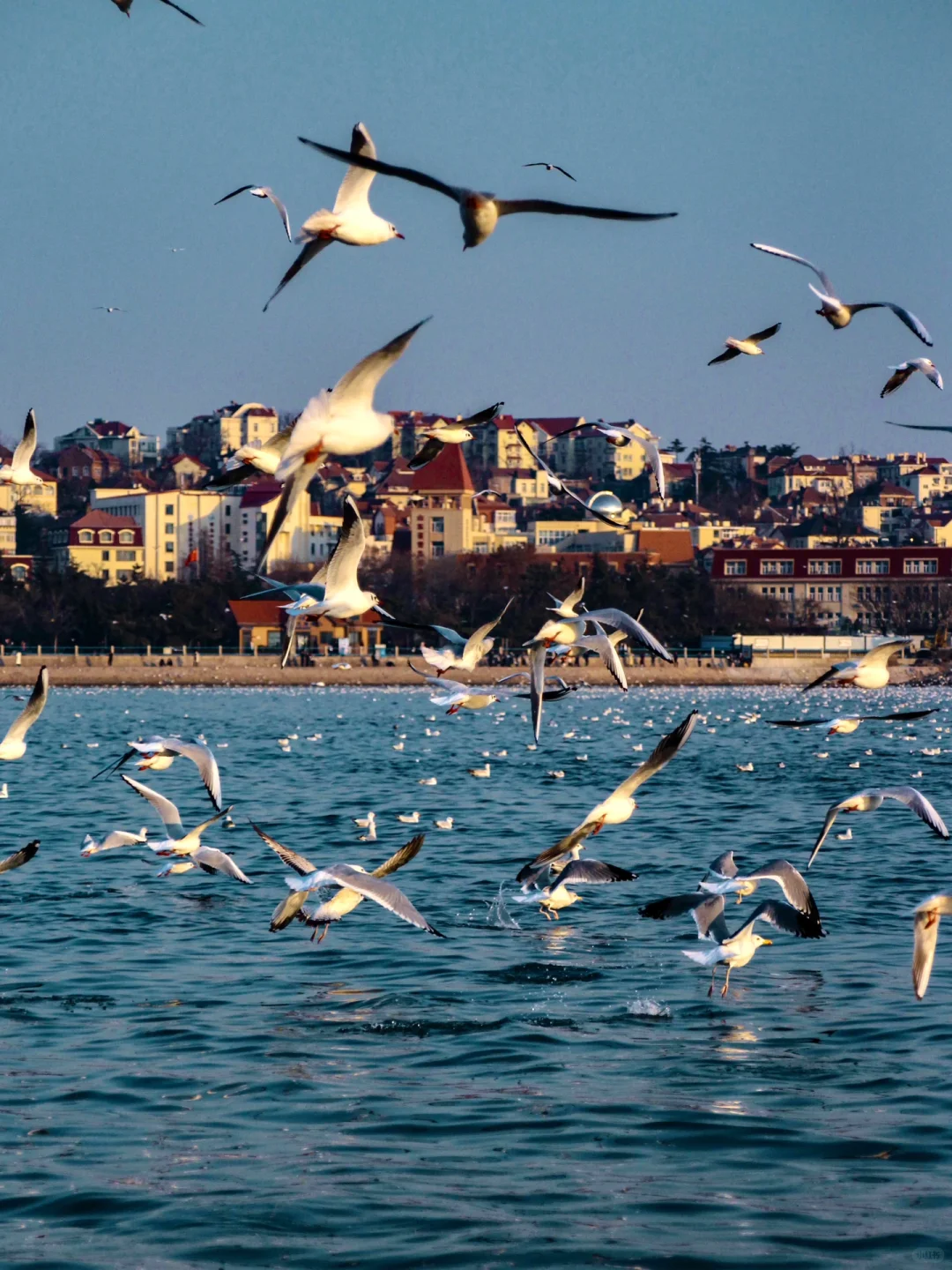 青岛｜圣劳伦斯河畔