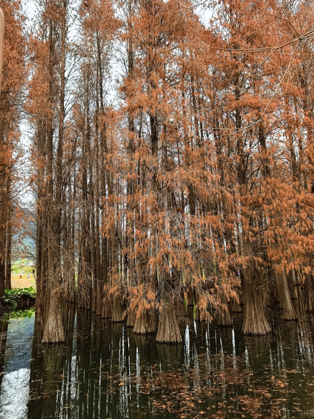 邂逅一片落羽杉🍂