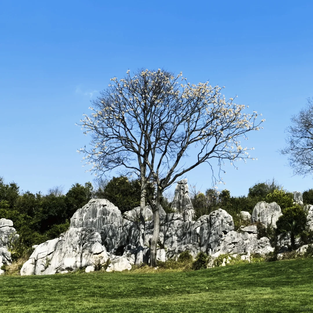 昆明石林 刀山火海 该花得花