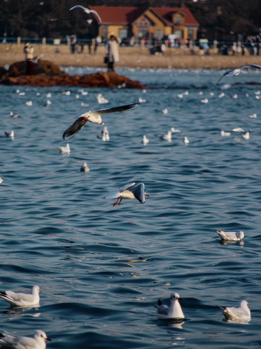 青岛｜圣劳伦斯河畔