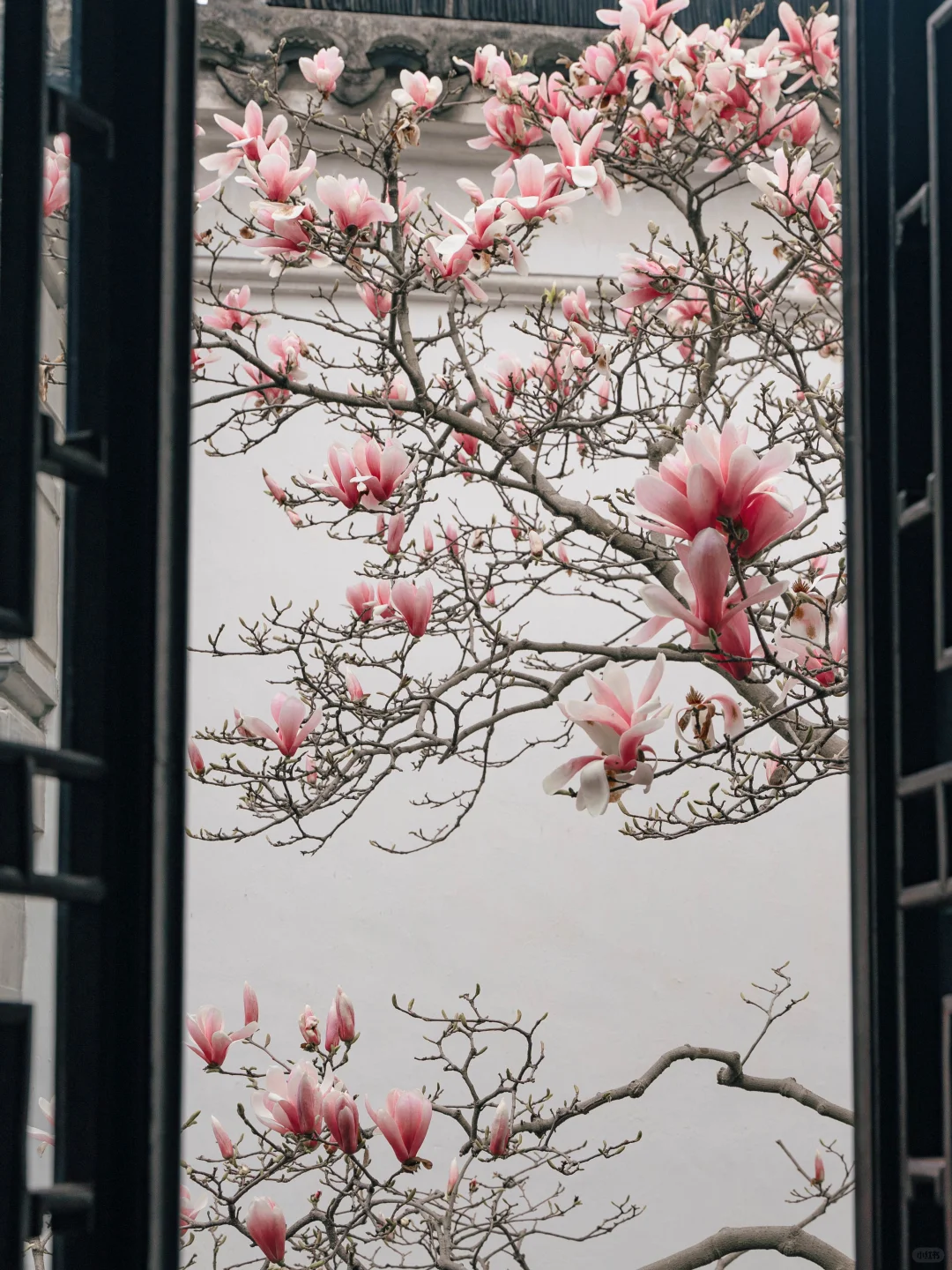 接下来的苏州，是万万次的春和景明🌸