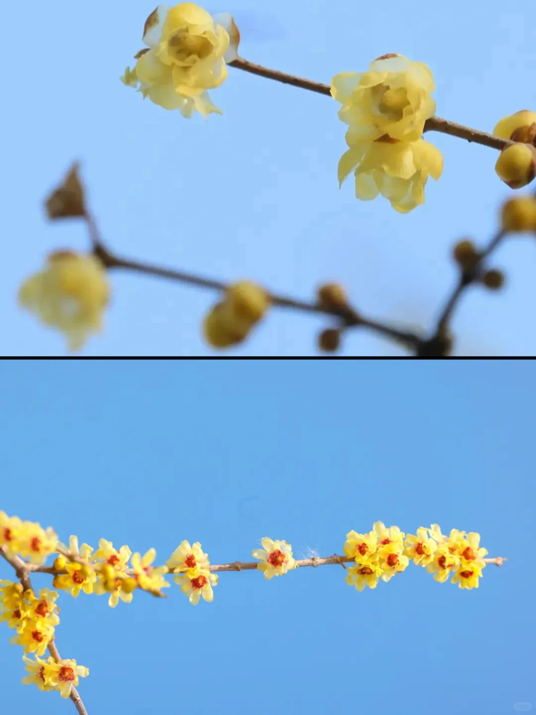 人生建议❗️1-2月在武汉不可错过的6️⃣处腊梅