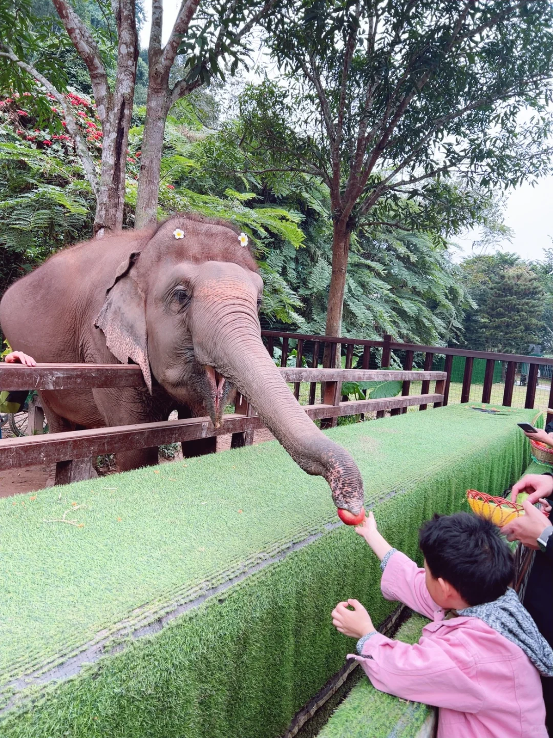 西双版纳5天4晚亲子游