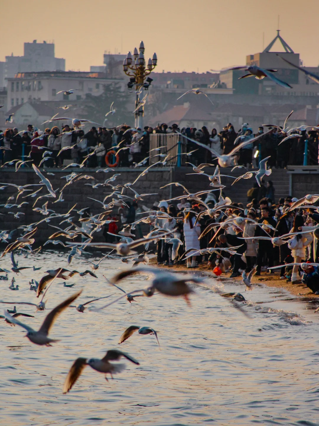 在青岛看到人生海鸟🐦