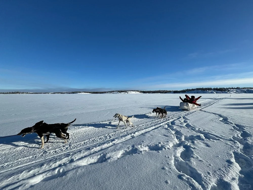 ✨透明玻璃屋看极光+狗拉雪橇+冰上捕鱼